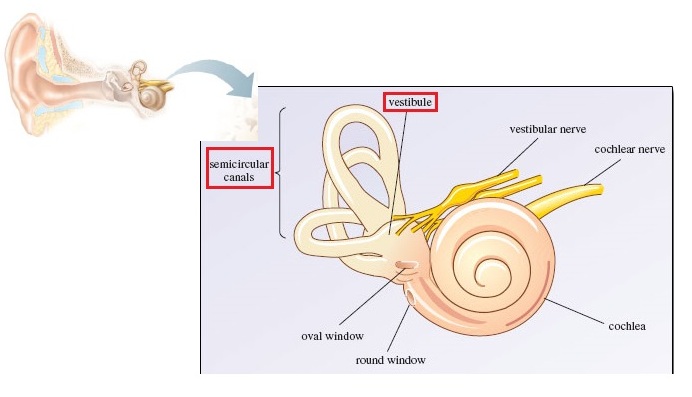 Inner ear